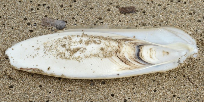 A photo of a cuttlefish bone on sand.