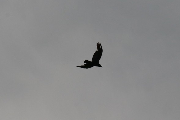 Vol de Corbeau freux (Raven's flight in English) - Corvus frugilegus