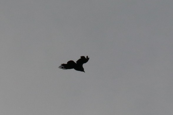 Vol de Corbeau freux (Raven's flight in English) - Corvus frugilegus