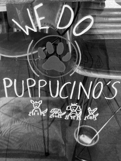 Puppucinos for dogs cafe, Bellingen