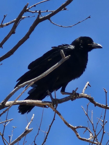 A raven stands in the bare branches of a mesquite tree, her feathers all fluffed up from the wind