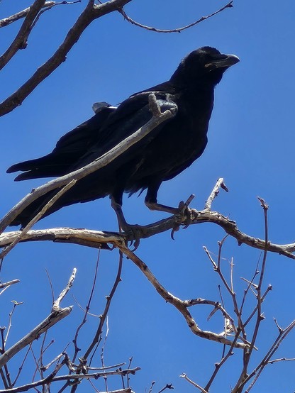 The raven stands in the bare branches of the mesquite tree, her feathers smoothed down a bit