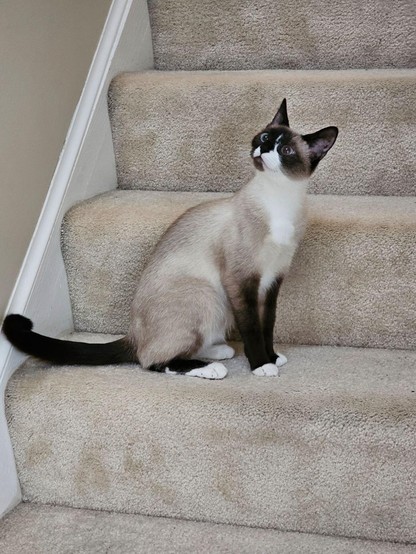 ALT

La imagen muestra un gato de raza Siamese sentado en una escalera tapizada con alfombra de color beige. El gato tiene un pelaje predominantemente claro con manchas oscuras en las orejas, patas y cola, y un rostro y pecho blancos. Sus ojos son grandes y azules, y su expresión es de atención, mirando hacia arriba. La escalera tiene tres escalones visibles, y el gato está sentado en el segundo escalón desde abajo. El fondo es una pared de color claro, y la alfombra de la escalera tiene un aspecto suave y texturizado.