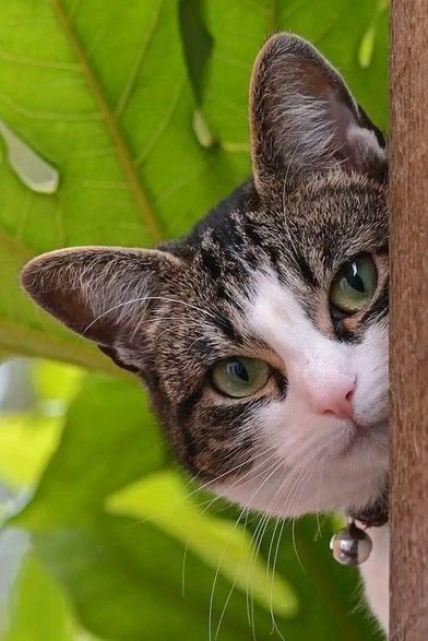 ALT

La imagen muestra un primer plano de un gato con un pelaje de color gris y blanco, con manchas negras. El gato tiene ojos verdes brillantes y una expresión curiosa, mirando directamente hacia la cámara. Su oreja derecha está ligeramente levantada, y se puede ver una campanilla en su collar. El fondo está compuesto por hojas verdes vibrantes, lo que sugiere que el gato está en un entorno natural, posiblemente en un jardín o cerca de una planta. La textura del pelaje del gato es suave y detallada, y las hojas en el fondo están ligeramente desenfocadas, lo que ayuda a destacar al gato como el sujeto principal de la imagen.