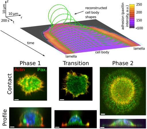 Confocal images and reconstruction of the 3D dynamics as we understand it.