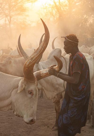 Mundari man polishing the horns of one of his Watusi cows using a mixture of cow urine and ash as a ritualistic and protective practice in a temporary cattle camp in Terekeka, South Sudan.