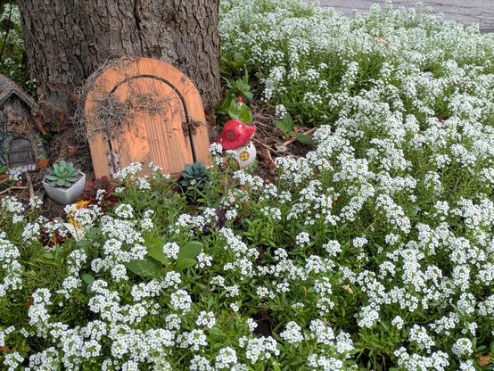 The image is three fourths a low green plant, a ground cover, with small white flowers proudly stretching upwards. In the upper left of the image the base of a tree trunk can be seen. On the tree trunk a fairy door with a rounded top and a latch for a handle rests. The door is partially covered by Spanish moss. On one side of the door is a miniature white planter with an artificial succulent plant. On the other side stands a miniscule gnome sporting a red hat and white beard.