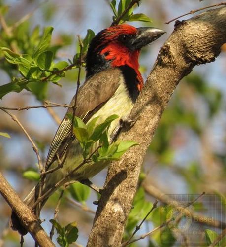 Red faced bird