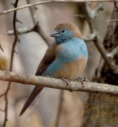 Little blue bird