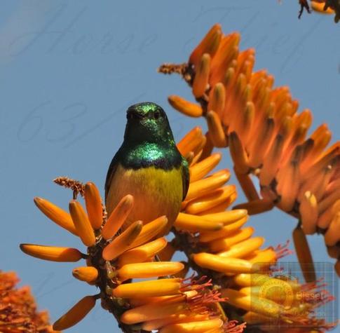 Very small shinny bird
