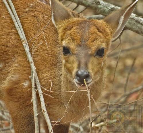 Close up of a buck