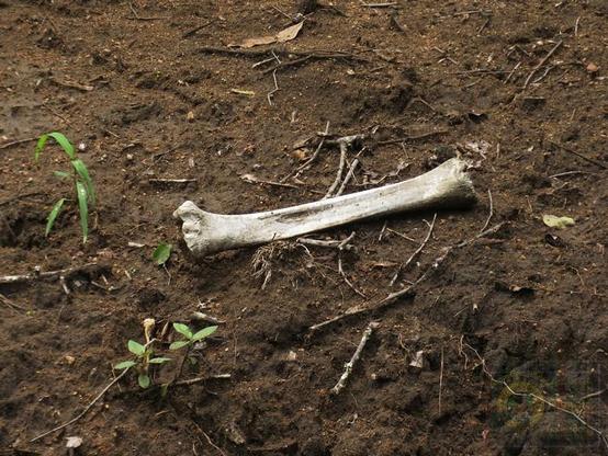 Bone on the ground in the bush