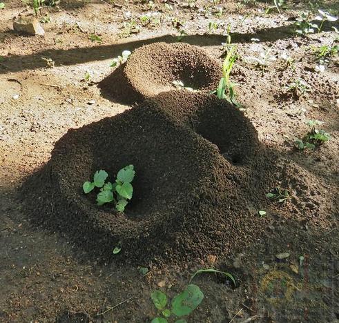 Ant holes one has a plant within the wall