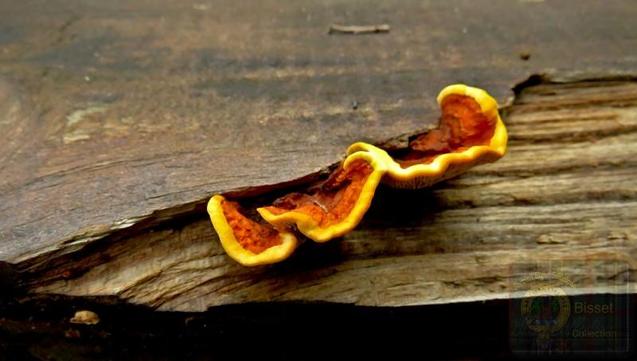 Yellow fungi type stuff