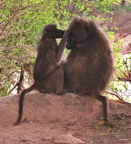 Young baboon grooming its mother