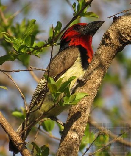 Medium size bird in a tree