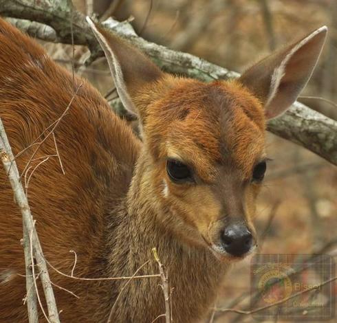 Baby buck close up of face mainly