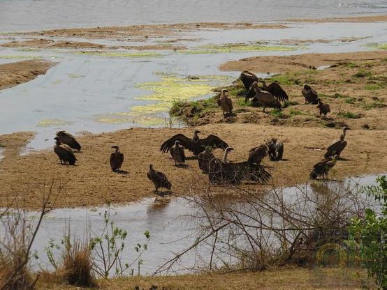 Not a usual sighting. Only time I have ever seen Vultures on the ground not near food. They came and had a Beach Party! On the sandbanks of the Crocodile River.