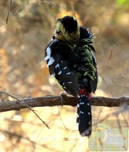 Colourful bird