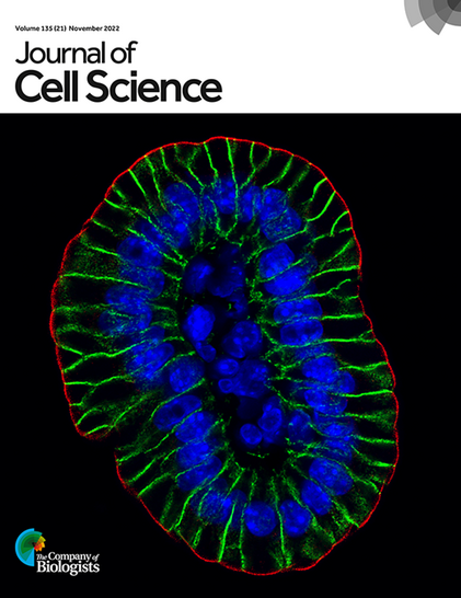 The image shows a panoramic cross-section view of a mouse small intestinal villus, revealing MCC protein (red) distribution at the apical membrane, with β-catenin (green) outlining the lateral cell membrane. Nuclei are in blue.