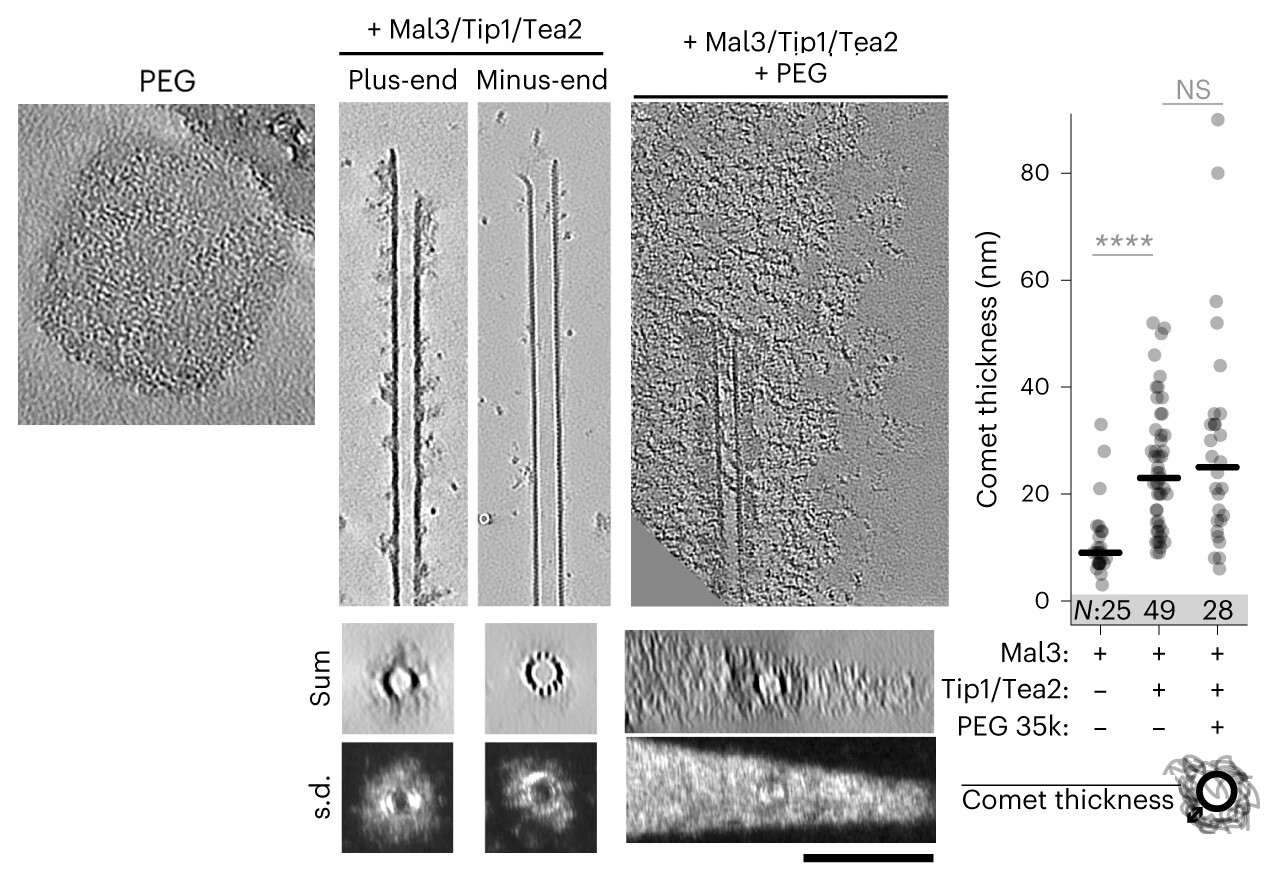 Vladimir volkov microtubule guy mstdn science mstdn science