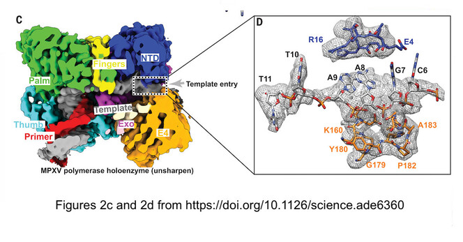 Picture of mpox DNA polymerase. Figures 2c and 2d from https://doi.org/10.1126/science.ade6360 