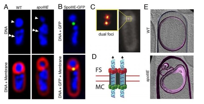Bacillus subtilis sporulation protein SpoIIIE [from a paper by Kit Pogliano et al.]