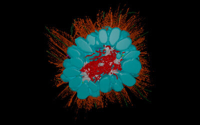  Cut-away view through the center of a 70-cell B. monosierra choanoflagellate rosette. 3D reconstruction generated from transmission electron micrographs of serial ultrathin sections. Color code: cell bodies (cyan), microvilli (orange), flagella (green), bacteria (red); ECM (white); intercellular bridges (yellow), filopodia (purple).
[source: https://www.biorxiv.org/content/10.1101/2021.03.30.437421v5]