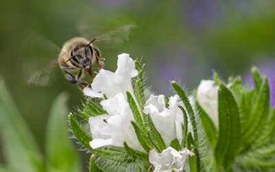 Honey bee, Apis mellifera. Photo credit Roberto Kolter
