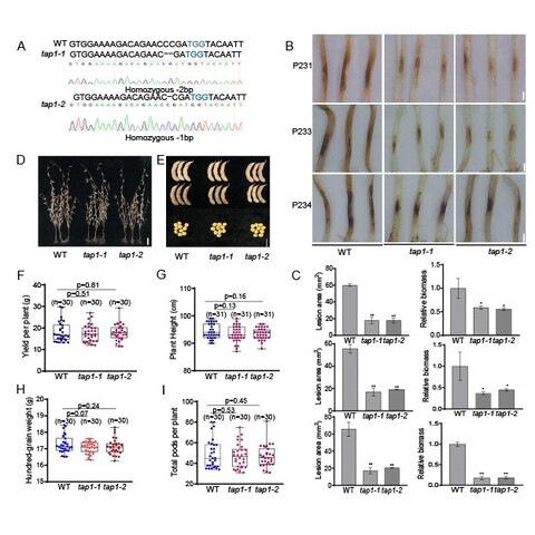 Panel of figures to illustrate the results of knocking out soybean GmTAP1 using CRISPR/Cas9. Loss-of-function of GmTAP1 exhibited an enhanced resistance to three P. sojae strains P231, P233 and P234, with no significant impact on agriculturally important traits.