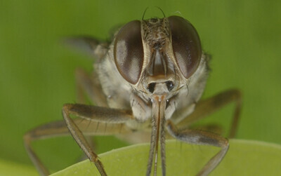 Tsetse fly from Burkina Faso. Source: https://en.wikipedia.org/wiki/Tsetse_fly