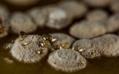 Colonies of Streptomyces roseosporus cells produce droplets containing antibiotics. Source (image credit Scott Chimileski and Roberto Kolter)