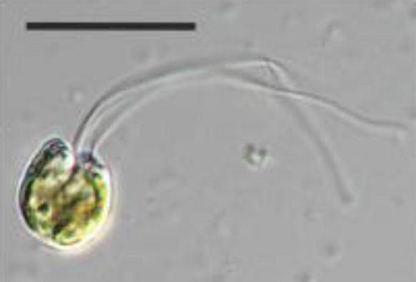 microscopic photo of a green microbe with 2 flagella