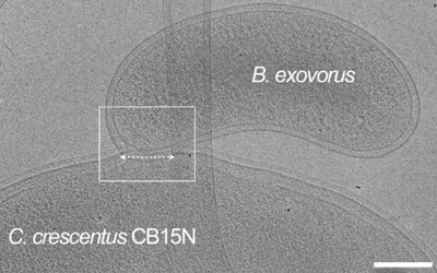 Representative cryo-EM image of B. exovorus attached to the wild-type C. cres­cen­tus CB15N cell surface. Dashed double-arrow highlights the fixed-size junction between the predator and prey outer membranes. This image shows the early prey inner membrane disruption (Early infect­ion). Scale bar, 0.2 μm. [https://doi.org/10.1101/2023.10.25.563945]