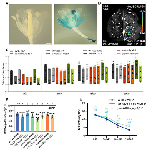 Panel of morphological images and charts illustrating that pollen coat protein PCP-Bβ in Arabidopsis regulates pollen hydration and that the S-domain receptor-like kinase SD-RLK28 functions as a PCP-Bβ receptor in the stigma, positively regulating pollen hydration independent of reactive oxygen species levels in stigmas.