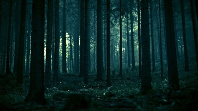 Image of a haunted forest from the game The Haunted Woods created by Steve Wilcox @stevemwilcox@twitter.com.
