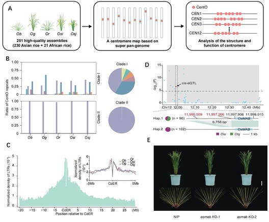 Panel of diagrams to illustrate the methods used to construct a high-quality centromere map based on the rice super pan-genome consisting of a 251-accession panel comprising both cultivated and wild species of Asian and African rice and the results of this study.