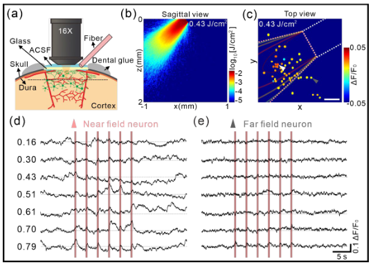 Fig.3. Focal effect of calcium responses to INS.
(a) Illustration of the optical fiber placement and the imaging of calcium transients. An optical fiber tilted at an angle of ~45° to the horizontal plane delivers infrared light to the cortex through the cover glass.
(b) Theoretical infrared light distribution from a 200 μm core diameter fiber based on a Monte Carlo simulation. 
(c) Color coding of hSyn neurons spatial distribution map based on amplitude induced by
INS. The white dotted box indicates fiber position. The pink dotted conoid indicates the light region. The red box indicates the field of view in two-photon imaging (Near field neuron: n = 40, pink triangle indicates the neuron in light direct exposure areas; Far field neuron: n = 9, gray triangle indicates the 13 / 23 neuron outside light regions). Scale bar, 100 μm. (d-e), A representative example of INS-induced calcium transient in a Near (d, white triangle in c) and Far (e, gray triangle in c) field neuron over different laser radiant exposures, respectively. The pink bar indicates the INS period. Data (n = 6 trials) represents the mean.