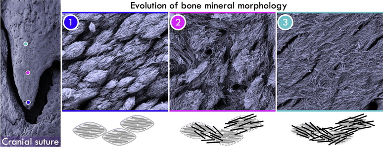 Continual bone apposition at the cranial sutures provides the unique opportunity to understand how bone is built. Interdigitated finger-like projections form the interface between frontal and parietal bones. Viewed from the surface, bone mineral at the mineralisation front is comprised of nanoscale mineral platelets arranged into discrete, ~0.6–3.5 μm high and ~0.2–1.5 μm wide, marquise-shaped motifs that gradually evolve into a continuous interwoven mesh of mineralised bundles. Marquise-shaped motifs also contribute to the burial of osteoblastic–osteocytes by contributing to the roof over the lacunae. In cross-section, apices of the finger-like projections resemble islands of mineralised tissue, where new bone apposition at the surface is evident as low mineral density areas, while the marquise-shaped motifs appear as near-equiaxed assemblies of mineral platelets.