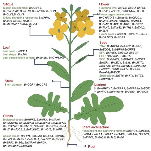 Diagram of B. napus plant surrounded by lists of representative functional genes in different tissues including seed, flower, silique, and in response to stress and nutrient utilization efficiency. TSW, thousand seed weight; SFA, seed fatty acid; SGC, seed glucosinolate content; SOC, seed oil content; B, Boron; P, phosphorus.