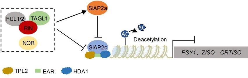 Diagram to illustrate how the transcriptional cascade mediated by two APETALA2 family members orchestrates carotenoid biosynthesis in tomato.
