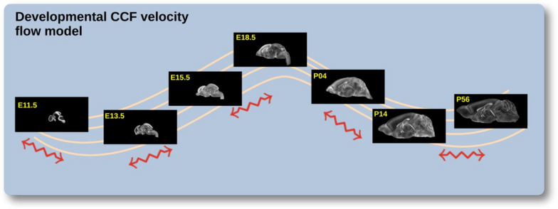 Figure 2: The spatial transformation between any two time points within the DevCCF longitudinal developmental trajectory is available through the use of ANTsX functionality for generating a velocity flow model.