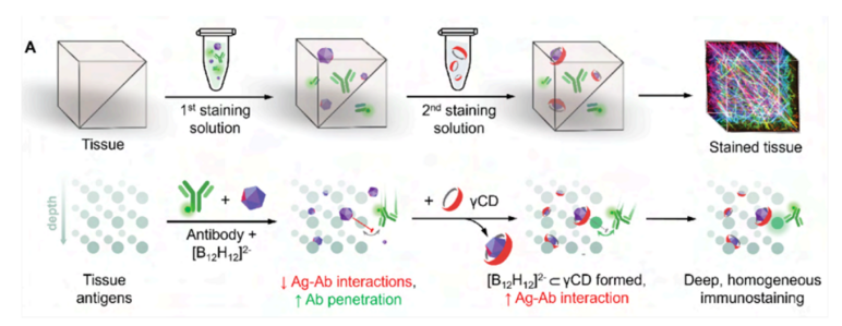 Fig. 2A: (A) Experimental steps and principle of INSIHGT for
immunostaining. Top row: Tissue is infiltrated with antibodies and a weakly coordinating superchaotrope ([B12H12]
2-, purple
dodecahedron) in the 1st staining solution and then transferred into the 2nd solution containing a complexation agent (CD, red
ring). Bottom row: The molecular principles of INSIHGT. Weakly coordinating anion prevents antibody-antigen interactions,
removing penetration obstacles. After homogeneous infiltration, subsequent γCD infiltration complexes the [B12H12]
2- ions,
allowing deep tissue immunostaining.