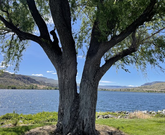  Two trees fused at the base making a thick base that separate further up into mostly symmetrical branches.  Sunlight sparkles on a wide river with low brown hills beyond. 