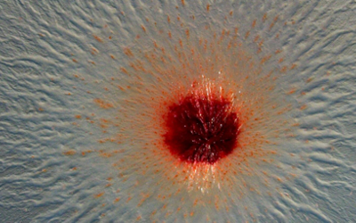 Micro­sco­p­ic image of a Pendulispora rubella colony. © HIPS/Gar­cia