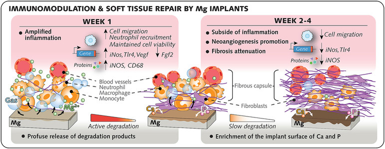 Implants made of magnesium (Mg) are increasingly employed in patients to achieve osteosynthesis while degrading in situ. Since Mg implants and Mg2+ have been suggested to possess anti-inflammatory properties, the clinically observed soft tissue inflammation around Mg implants is enigmatic. Here, using a rat soft tissue model and a 1–28 d observation period, we determined the temporo-spatial cell distribution and behavior in relation to sequential changes of pure Mg implant surface properties and Mg2+ release. Compared to nondegradable titanium (Ti) implants, Mg degradation exacerbated initial inflammation. Release of Mg degradation products at the tissue-implant interface, culminating at 3 d, actively initiated chemotaxis and upregulated mRNA and protein immunomodulatory markers, particularly inducible nitric oxide synthase and toll-like receptor-4 up to 6 d, yet without a cytotoxic effect. Increased vascularization was demonstrated morphologically, preceded by high expression of vascular endothelial growth factor. The transition to appropriate tissue repair coincided with implant surface enrichment of Ca and P and reduced peri-implant Mg2+ concentration. Mg implants revealed a thinner fibrous encapsulation compared with Ti. The detailed understanding of the relationship between Mg material properties and the spatial and time-resolved cellular processes provides a basis for the interpretation of clinical observations and future tailoring of Mg implants.