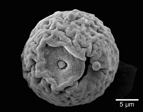 An example of Dendrocalamus asper showing the rugulate structure in grass pollen. Image credits: Priscila Fernandes de Souza, Pardinho, Brazil.
