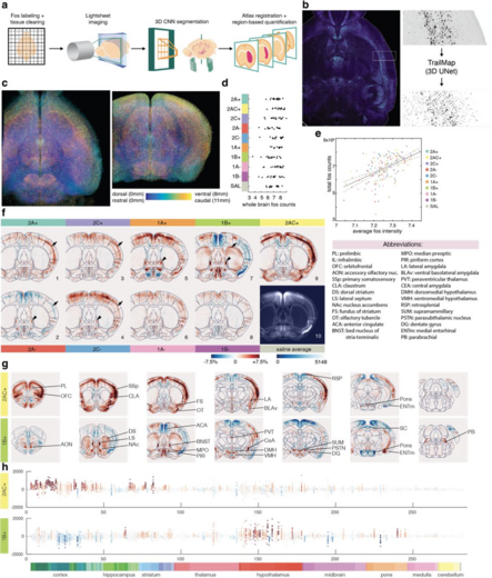 Fig. 3 Overview of the effect of serotonin receptor agonists and antagonists on whole-brain Fos maps.

a, Experimental design for whole-brain analysis pipeline of Fos image data. b, Left, horizontal view of a 500-µm Z-projection of raw Fos image data. Right, zoom in of the boxed region from the left image (top), which is segmented by 3D-Unet based TrailMap. Centroids are established as local maxima detected from the probability maps and a 6-connected neighborhood of raw intensity values is averaged to be the intensity of each centroid. c, Horizontal (left) and coronal (right) depth-coded views of a single brain’s detected centroids demonstrate even coverage across the entire intact brain. d, Total numbers of counted nuclei per mouse and grouped by drug treatment. e, Scatter plot of average Fos intensity against the total Fos count (as in d) for all 168 mice, color coded by drug treatment. Linear fit shows significant correlation, R2 = 0.281. f, A representative 100-µm coronal slice of saline-subtracted Fos intensity maps for each drug treatment group, averaged across individuals within treatment groups. g, Coronal slices (as in f) across anteroposterior axis for two example drug treatment groups. h, Average saline-subtracted Fos intensity for the two drug treatment groups in g for all nuclei in each of 282 Allen-brain regions at the bottom, color coded according to Allen Brain Atlas38. Each dot represents data from an individual mouse.
