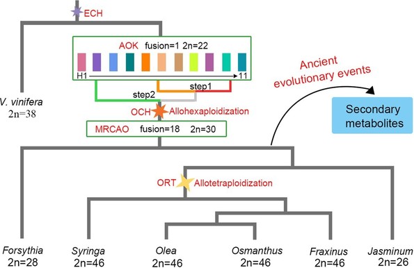 Evolution of the TPBB gene families in the genomes of Oleaceae and outgroups. A. Identification of the TPBB gene families in the selected genomes. B. The expansion pattern of TPBB gene families in Syringa oblata. C. Phylogenetic tree of the TPS genes from selected genomes. D. Expression patterns of TPS-a genes in five tissues of S. oblata. 