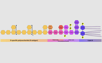 Schematic of LPS. Source: https://www.bmglabtech.com/en/blog/what-are-endotoxins/#pid=3